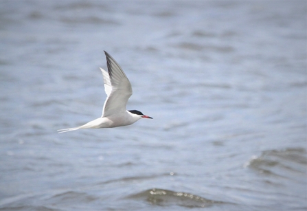 A common tern swoops above water