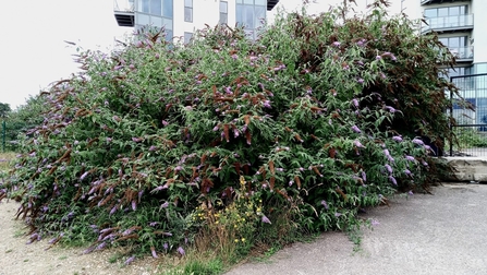 a large buddleia bush with purple plumes that emerge from the greenery