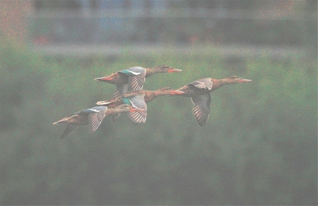 A flock of shoveler fly through the air