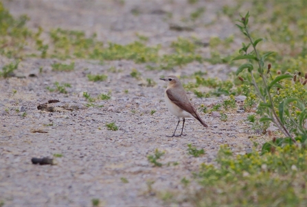 A wheatear stands amongst grass