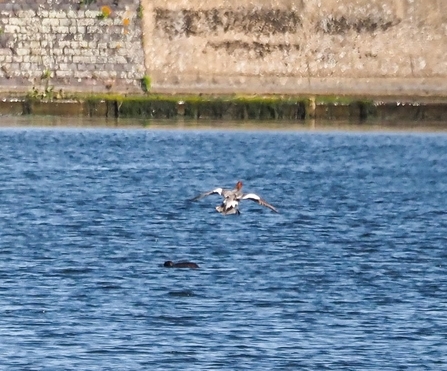 A wigeon flies across a body of water