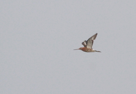 a black tailed godwit with large wings swoops through the sky