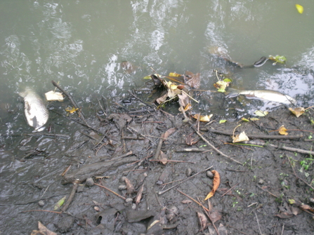 dead fish bodies washed up on the side of a bank