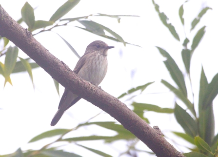 A spotted flycatcher sits atop a branch