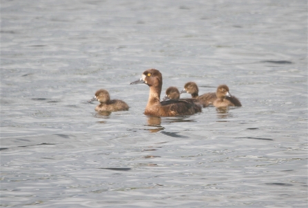 tufted duck and four ducklings swim atop water