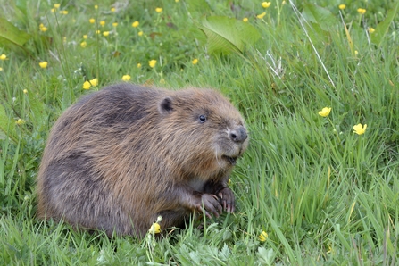 A beaver sitting in the grass amongst some yellow buttercups
