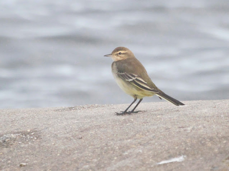 a brown backed bird with a yellow chest stands on a concrete wall in front of water