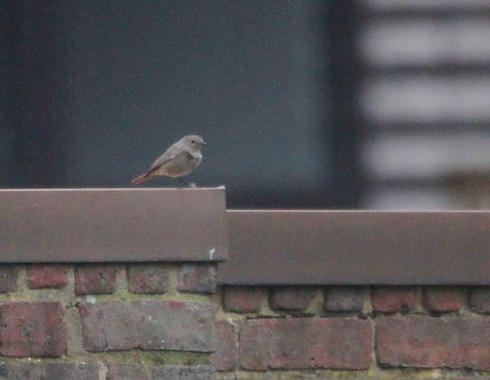 a small brown bird stood a top a red brick wall