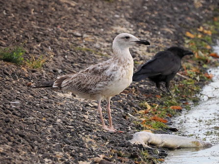 A bird with pale brown feathers and long pink legs stands over a dead fish