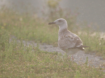 A caspian gull with pale brown feathers and a long dark beak stood on vegetation