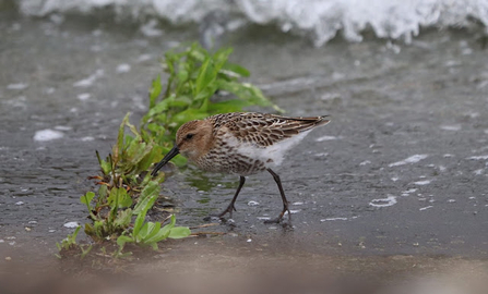 A bird with mottled brown back and a white chest with thin black legs and beak, stands amongst shallow water