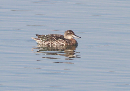 A bird with pale mottled feathers floats atop the surface of water