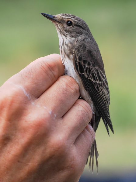 A bird with brown feathers sat in a persons hands 
