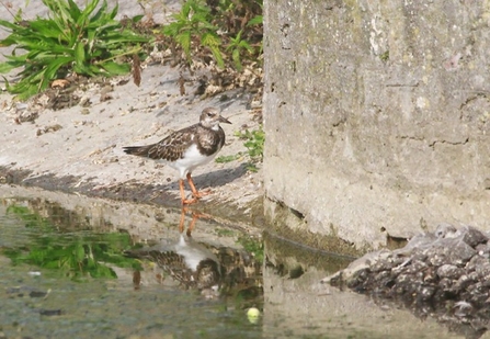A bird with a brown back, white chest and thin orange legs stands at the bank of a waters edge