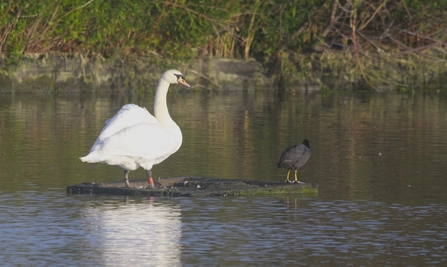 A mute swan with a small black bird sat on a floating log in the water