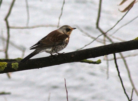 A brown backed bird with a speckled brown chest, stands on a branch in front of running water