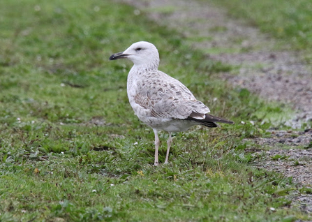 A caspian gull with pale brown feathers and a long dark beak stood on vegetation