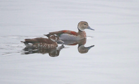 two birds on the water, the larger one has a pale white belly with orange backing and the other has a brown speckled body with a brown back