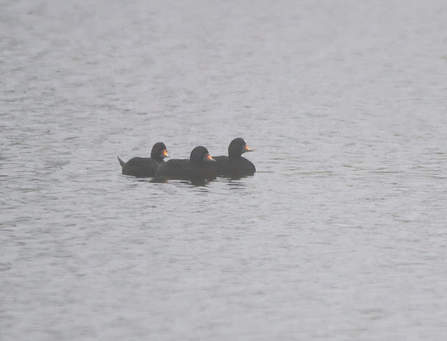 three black birds sit atop water in a row