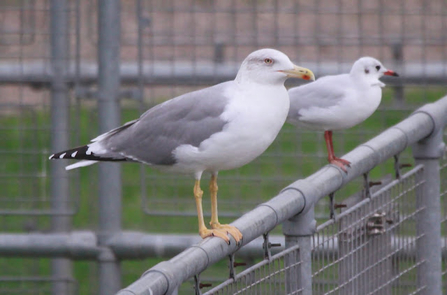 Two yellow legged gulls with a white body and pale grey back stand on a metal fence