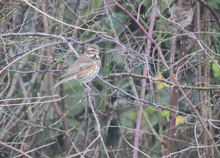 A brown backed bird with orange underwings and speckled brown chest, stands on a branch amongst other twisted branches