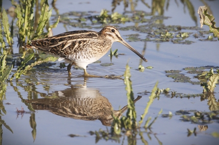 a brown speckled bird with a long beak, stands in shallow water with patches of reeds