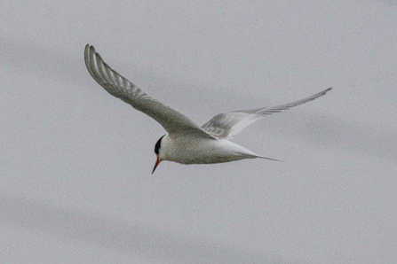 a gull with a white body and black capped head and sharp orange beak swoops through the sky