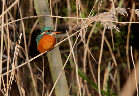 a kingfisher with a bright blue back and orange chest sits atop a branch