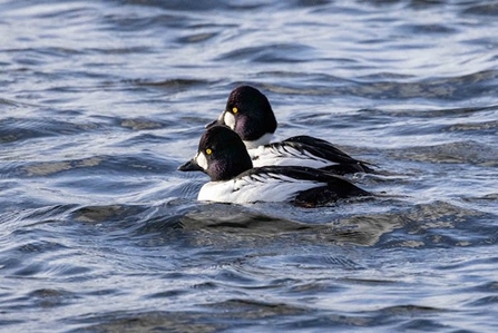 a pair of birds with black head, yellow eyes and a white body swim together on water
