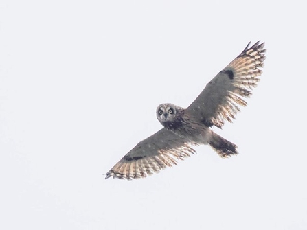 a owl with grey brown feathers and its wings spread wide and head turned to look at the camera