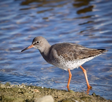 a pale grey bird with long orange legs stands in shallow water