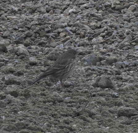 a brown bird blends into the pebbles it stands atop of 