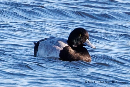 a bird with a black head and chest with a white patch on its back swims on water