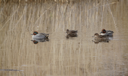 a group of birds floating on the water