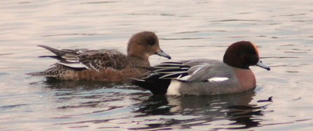 two birds on the water, the larger one has a pale brown belly with grey backing and the other has a brown speckled body with a brown back