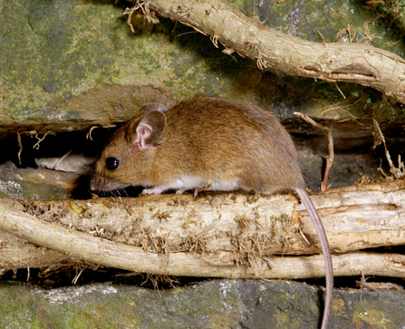 Wood mouse