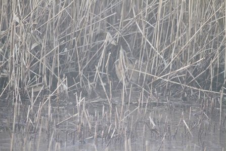 a bittern hiding in the water amongst dry reeds
