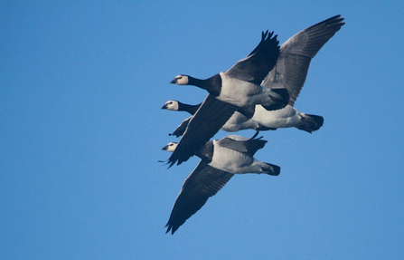 four barnacle geese fly throughout the sky with large black wings outspread 