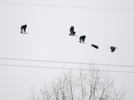 a flock of lapwing fly through the air with their wings outspread