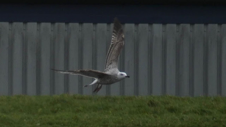 A caspian gull with pale brown feathers and a long dark beak swoops through the air