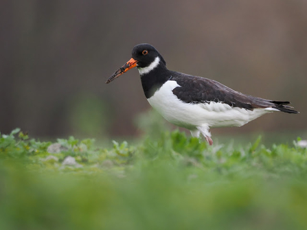 an oyster catcher with white striped wings and large pointed orange beak with on the end, stands on the grass