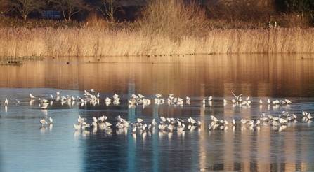 a flock of gulls stood atop of ice water with a line of vegetation across the background