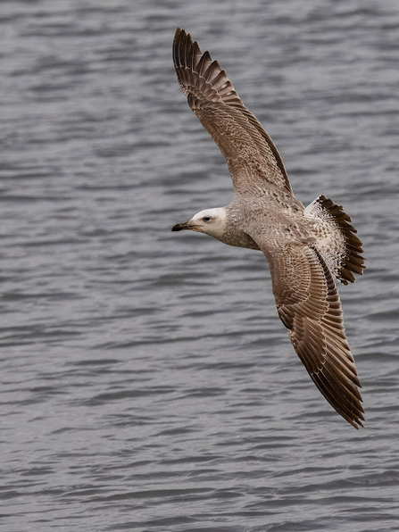 A caspian gull with pale brown feathers and a long dark beak swoops through the air