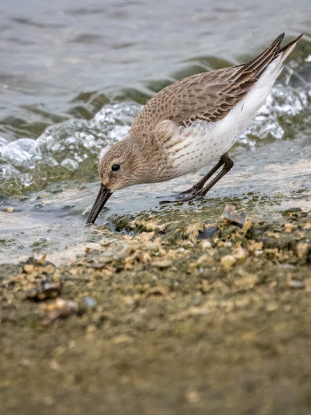A dunlin stands in the water on the shoreline