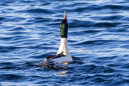 a goosander extends its neck into the air whilst swimming