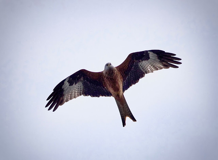 a red kite swoops across the sky with its wings extended and its brown forked tail stuck out behind it 