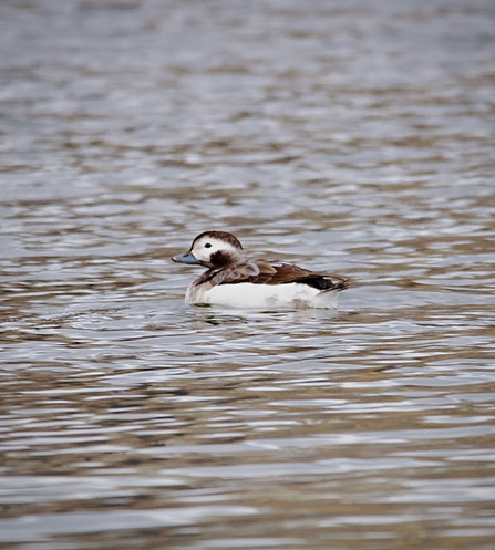 a long tailed duck with white bottom and brown upper body feathers floats on the water