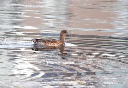 A wigeon swims across a body of water
