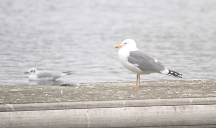 a yellow legged gull with grey wings, white head and orange beak stood next to water