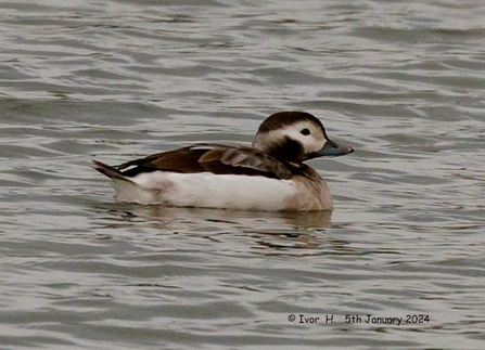 a long tailed duck with white bottom and brown upper body feathers floats on the water